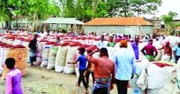 লাল মরিচে রঙিন ফুলছড়ি হাট, বিক্রি হয় পৌনে ৪ কোটি টাকার মরিচ লাল মরিচে রঙিন ফুলছড়ি হাট, বিক্রি হয় পৌনে ৪ কোটি টাকার মরিচ